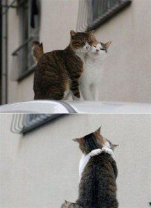 Katinai svencia valentino diena